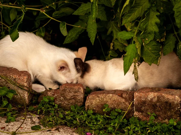 Gatti Domestici Nel Villaggio — Foto Stock