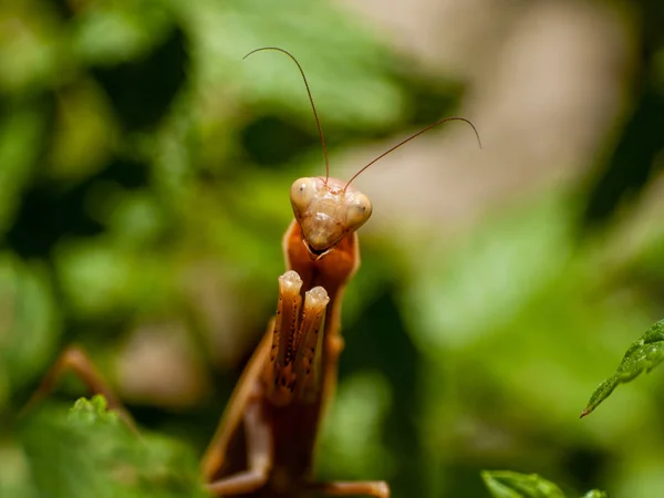 Böcek Yapraklarda Cabeza Diego Gomez Salamanca Spanya — Stok fotoğraf