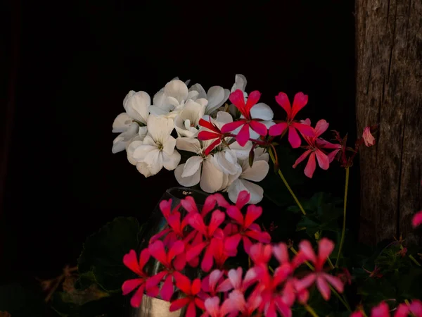 Schöne Blühende Rosa Und Weiße Blumen Aus Nächster Nähe — Stockfoto