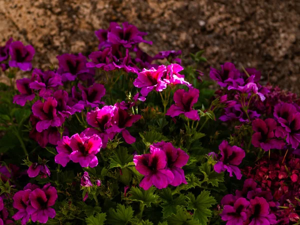 Krásné Kvetoucí Růžové Květiny Zblízka — Stock fotografie