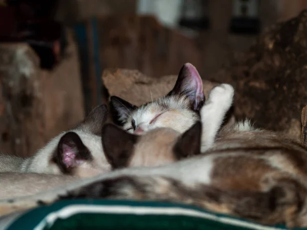 Huiskatten Het Dorp — Stockfoto