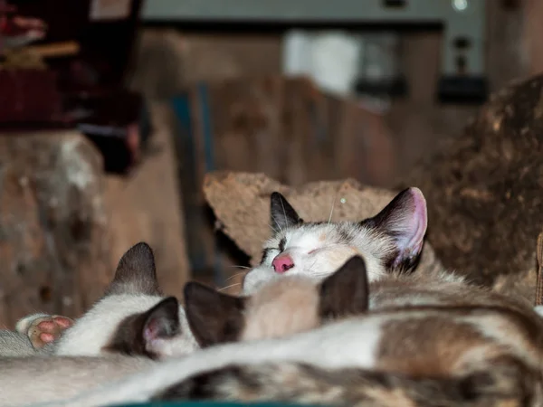 Gatti Domestici Nel Villaggio — Foto Stock