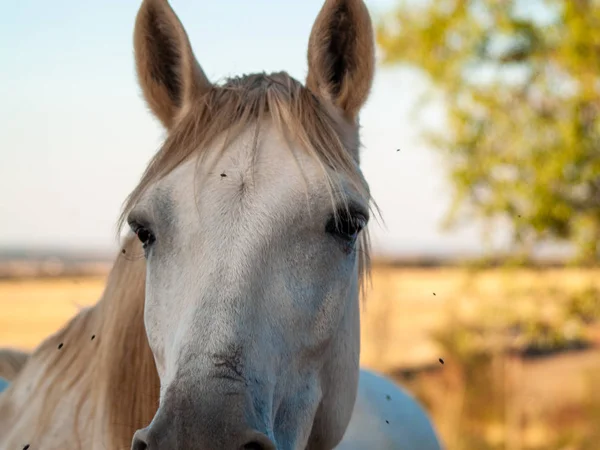 Horse Grazing Spanish Dehesa — Stock Photo, Image