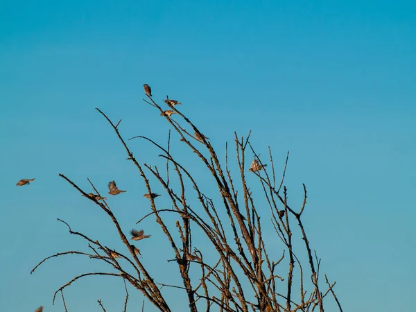 Birds Perching Tree Springtime — Stock Photo, Image