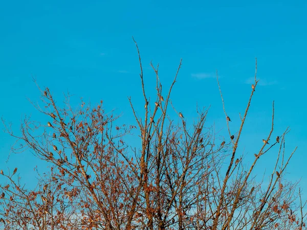 Fåglar Sittande Ett Träd Våren — Stockfoto