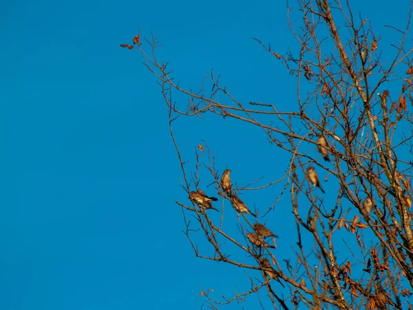 Birds Perching Tree Springtime — Stock Photo, Image