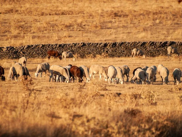 Vacas Pastando Campo Cabeza Diego Gómez Salamanca España —  Fotos de Stock