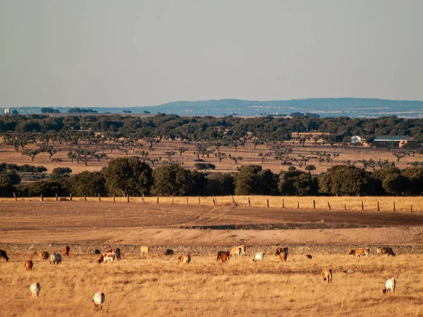 Cows Grazing Countryside Cabeza Diego Gomez Salamanca Spain — Stock Photo, Image