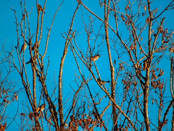 Pássaros Empoleirados Uma Árvore Primavera — Fotografia de Stock