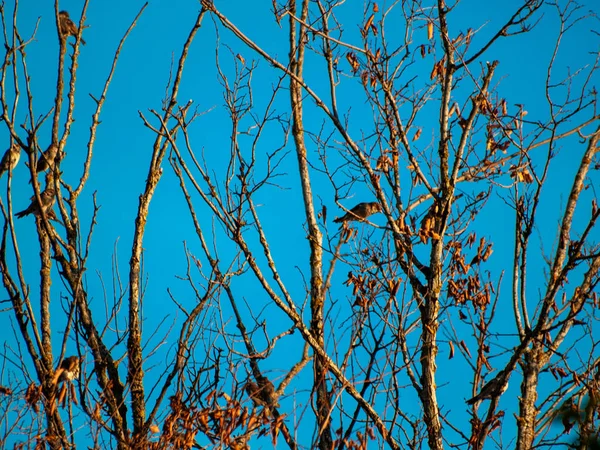 Fåglar Sittande Ett Träd Våren — Stockfoto