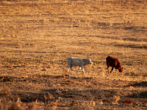 Vacas Pastando Campo Cabeza Diego Gómez Salamanca España —  Fotos de Stock