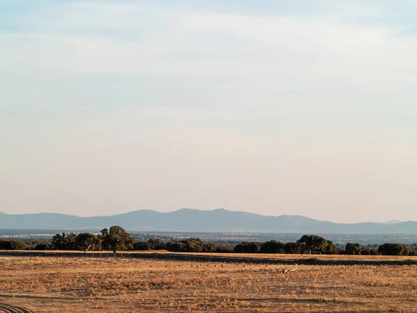 Field Cabeza Diego Gomez Salamanca España —  Fotos de Stock