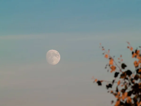 Luna Llena Cielo Sobre Árbol — Foto de Stock