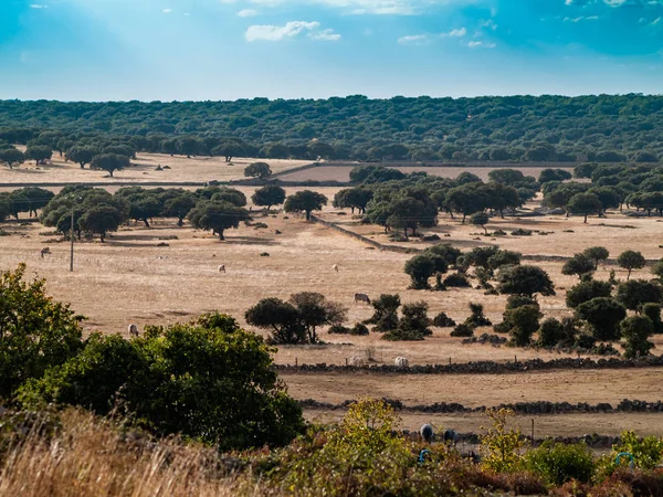 Field Cabeza Diego Gomez Salamanca Spain — Stock Photo, Image