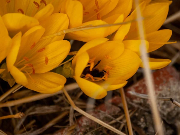 Zblízka Žlutých Květin Jarní Přírodě — Stock fotografie
