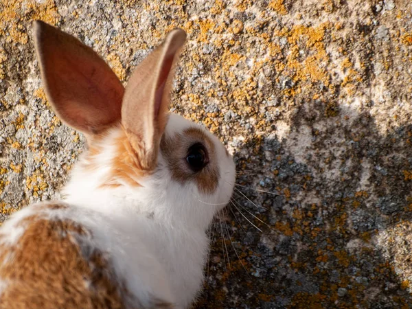 Cute Fluffy Rabbit Countryside — Stock Photo, Image