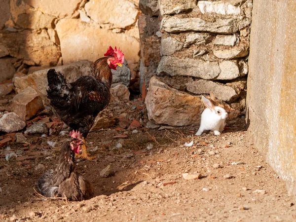 Tavşan Küme Horoz Bahçede — Stok fotoğraf