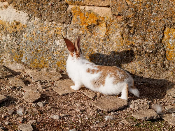 Cute Fluffy Rabbit Countryside — Stock Photo, Image