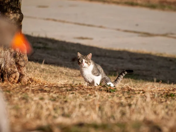 Divertente Carino Gatto Domestico All Aperto — Foto Stock