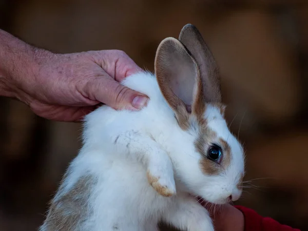 Man Holding Cute Fluffy Rabbit — Stock Photo, Image