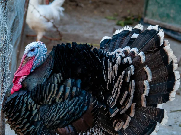 close up of turkey strutting on a farm
