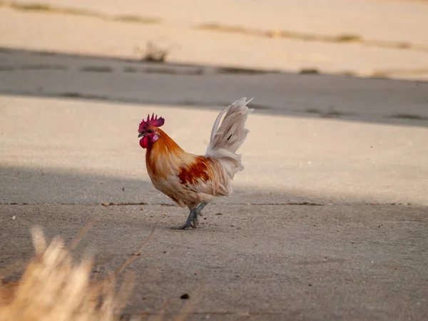 Gallo Pastando Campo — Foto de Stock