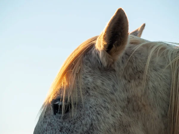 Horse Farm Countryside Springtime — Stock Photo, Image