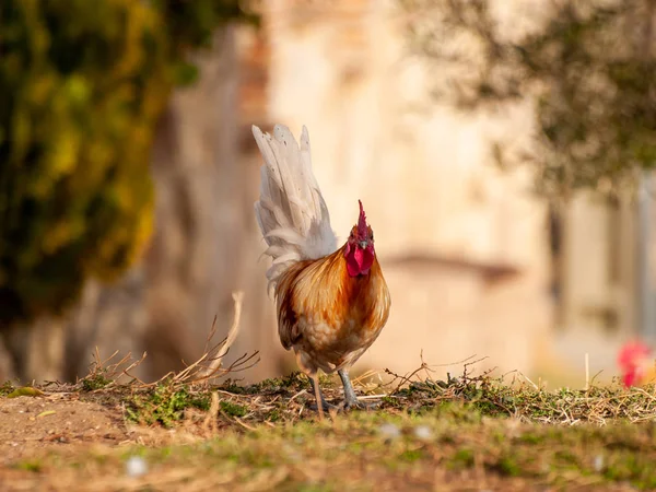 Gallo Pastando Campo — Foto de Stock