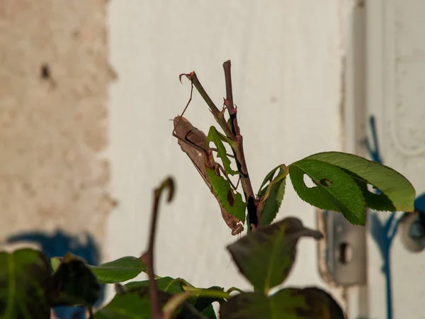 Locust Plant Springtime Close — 图库照片