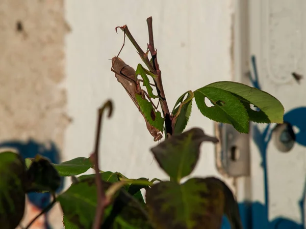 Kobylka Rostlině Jaře Zavřít — Stock fotografie