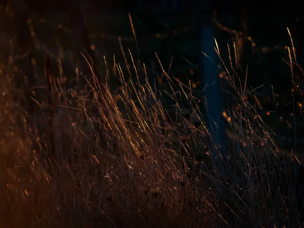 Legelő Chemtrails Lens Flare Romantikus Naplemente — Stock Fotó