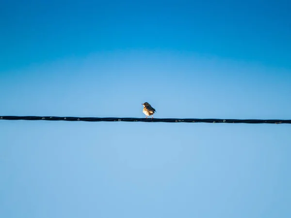 Fågel Perching Närbild Vilda Liv — Stockfoto