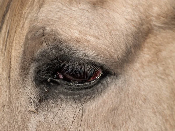 Horse Grazing Spanish Dehesa — Stock Photo, Image