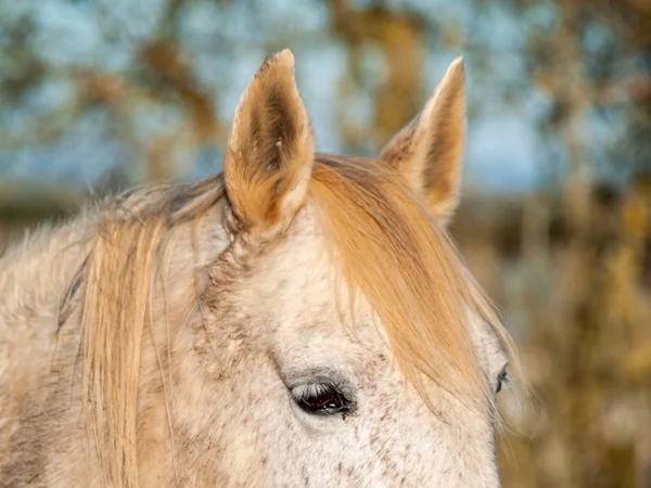 Horse Grazing Spanish Dehesa — Stock Photo, Image