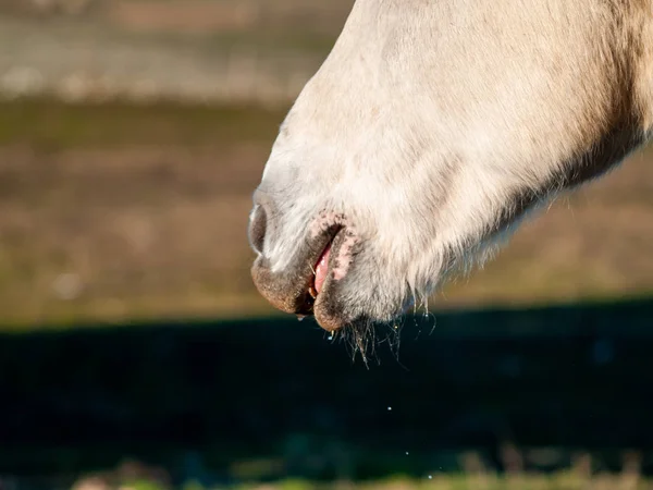 Horse Grazing Spanish Dehesa — Stock Photo, Image