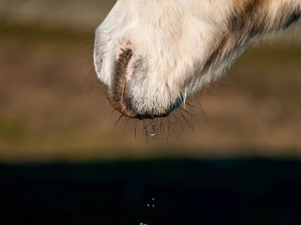 Horse Grazing Spanish Dehesa — Stock Photo, Image