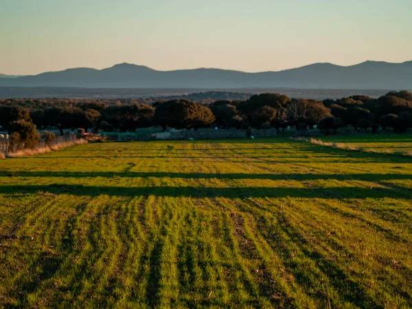 Field Cabeza Diego Gomez Salamanca España — Foto de Stock