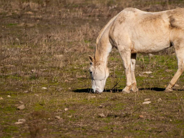 Pâturage Chevaux Dans Dehesa Espagnole — Photo