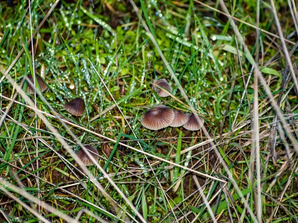 Champignons Groen Gras Close — Stockfoto