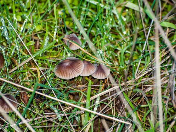 Pilze Grünen Gras Aus Nächster Nähe — Stockfoto