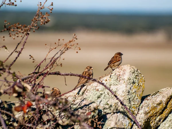 Ptáci Perčící Kameni — Stock fotografie