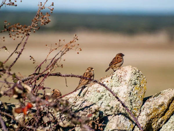 Birds Perching Stone — Stock Photo, Image