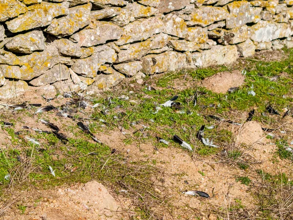 Diferentes Plumas Fondo Del Suelo —  Fotos de Stock