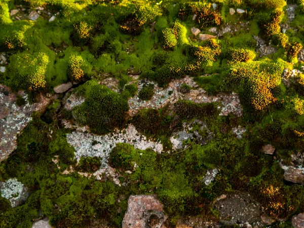 Nature Landscape Salamanca Spain — Stock Photo, Image