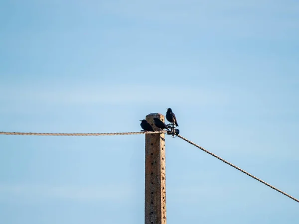 Птахи Сидять Дроті — стокове фото