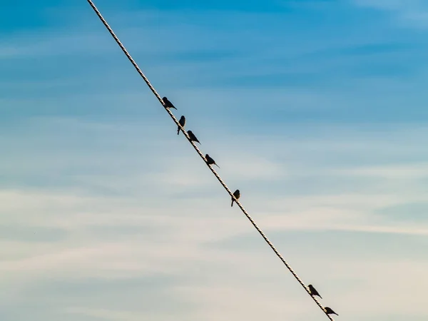 Birds Sitting Wire Sky Background — Stock Photo, Image