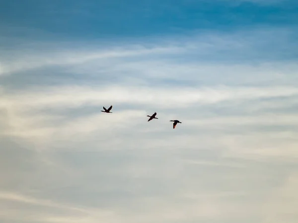 Kranichschwärme Grus Grus Fliegen Den Bewölkten Himmel — Stockfoto