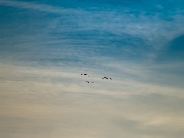 Kranichschwärme Grus Grus Fliegen Den Bewölkten Himmel — Stockfoto
