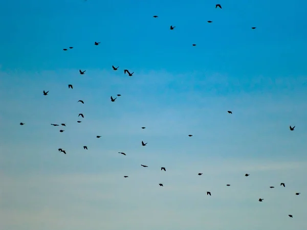 Flock Tranor Grus Grus Flyger Den Molniga Himlen — Stockfoto