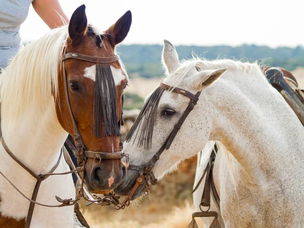 春の田舎の農場の馬 — ストック写真